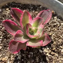 多肉植物。 夕顔法師錦カット苗 - メルカリ