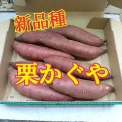 新品種　茨城産さつまいも　栗かぐやのサムネイル