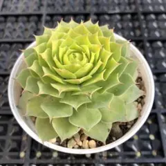 2025年最新】センペルビウム ゴールドナゲットの人気アイテム