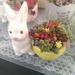 ☆多肉植物寄せ植え☆そのまま飾れる☆うさぎさん☆イエロー☆