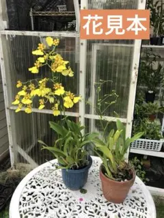 送料込 オンシジュウム　苗一鉢　ポットのまま発送　131のサムネイル