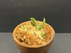 ミヤマムギラン 天黄冠 】 ラン 着生植物 古典園芸 - メルカリ
