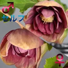 2026年最新】クリスマスローズダブルゴールドの人気アイテム - メルカリ