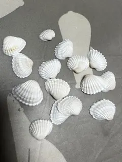貝殻 ハンドメイド素材