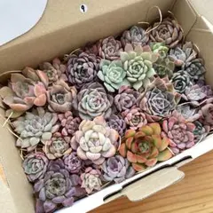 実生多肉植物カット苗大サイズ⑨
