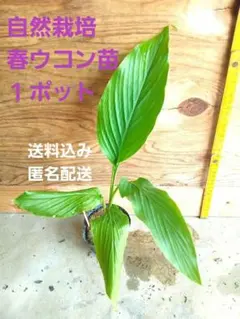 ムカゴ苗　5株 ムカゴニンジン】山野草ポット苗 - メルカリ