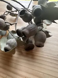 ベルガムナッツ　ドライフラワーのサムネイル