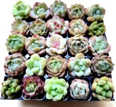 多肉植物　多肉詰め合せ　多肉寄せ植え　多肉弁当　多肉輸入苗　多肉カット苗　セット