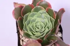 Anthurium AOS✖️RVDP斑入り - メルカリ