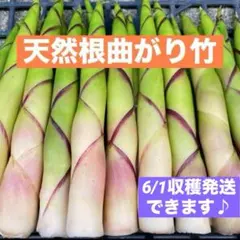 山形県産　根曲がり竹　姫竹　ネマガリダケ　森の凛さん採取予定　その149