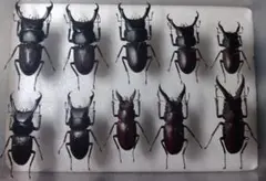 2026年最新】昆虫 標本の人気アイテム - メルカリ