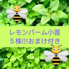 メグミ様 リクエスト 2点 まとめ商品