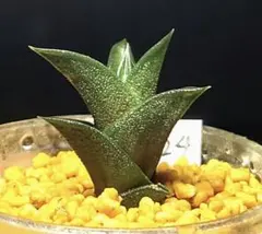6124 ビスコーサ錦　多肉植物 ハオルチア アロエ