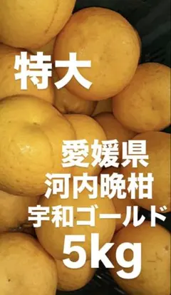 愛媛県産　河内晩柑　宇和ゴールド　柑橘　5kgのサムネイル