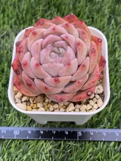 レッドエレガンス 抜き苗 多肉植物 エケベリア - メルカリ