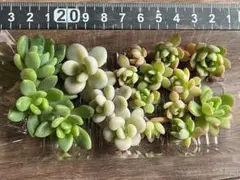 多肉植物 カット苗 全部（春萌、だるま秀麗，マッコス）