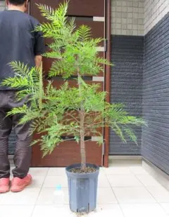 ①グレビレア ムーンライト7号鉢 全長110cm大株 2025年最新】オージー