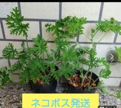 花苗☆マトリカリア・ダブルラテ2苗＊抜き苗 メルカリ便発送 - メルカリ