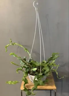 2026年最新】エピフィラムの人気アイテム - メルカリ