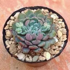 ☘️27 小人の渚／おらいさん苗 ミックスベリア 多肉植物 - メルカリ