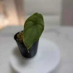 みつがえる様 リクエスト 2点 まとめ商品