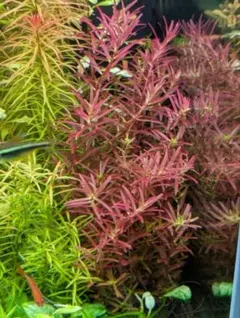 郵送 アラグアイアパープルバコパ水中葉1本 水草 ADA 水槽 - メルカリ