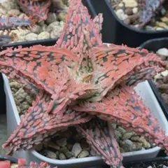 『TCT アロエ ハイブリッド ライオンキング タグ付き』 TCT アロエ ハイブリッド ライオンキング タグ付き』