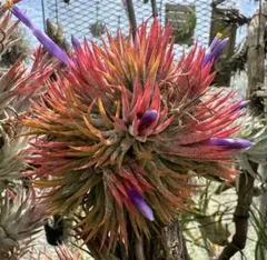 Tillandsia Ionantha Peach NTH 142 速達発送 - メルカリ