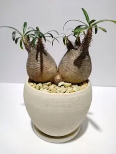 現地球グラキリス2頭仕立 現地球グラキリス2頭仕立 現地球グラキリス2頭仕立