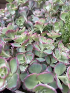 多肉植物 「越中ミセバヤ」蕾付き抜き苗 - メルカリ