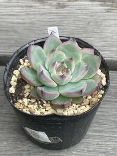 多肉植物 ホリコロ50 実生苗 抜き苗 6月SALE品 - メルカリ