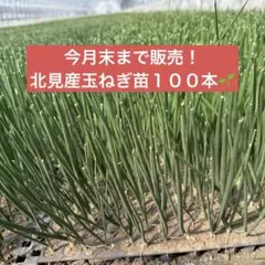 2026年最新】北もみじ2000の人気アイテム - メルカリ