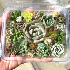 多肉植物　多肉弁当　ちまちま寄せ　寄せ植え　セダム　エケベリア