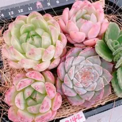 エケベリア4苗(名無し）♡9142