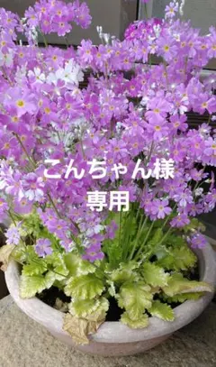 こんちゃん様専用