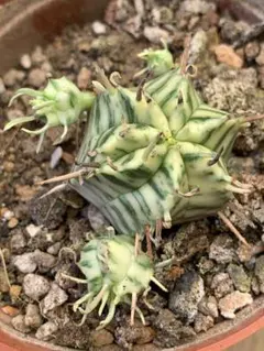 M233 塊根植物 希少種 ユーフォルビア カリサナ 実生苗 - メルカリ