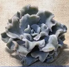 り*こ様 F3537新入荷　マディバxバレリーナ　エケベリア　多肉植物　撮影3月