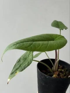 希少 アロカシア スカルプラム オーレア 20green09-18-2.jpg