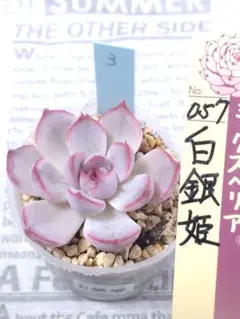 おらいさん　ミックスベリア　白銀姫　葉挿し　多肉植物