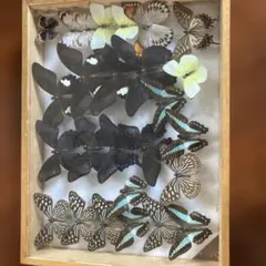 蝶標本 蝶類標本 昆虫標本 鱗翅目 ナミアゲハ黒化 - メルカリ