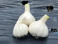 【丹波産】ニンニク　SS～Sサイズ　1kg(箱含)　嘉定　無農薬のサムネイル