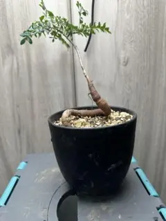 コミフォラ sp pv2597 commiphora pv 2597 - メルカリ