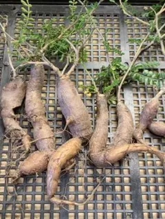 M413多肉植物 オペルクリカリア・パキプス 6株【落ち葉です】 - メルカリ