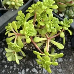 2026年最新】抜き苗の人気アイテム - メルカリ