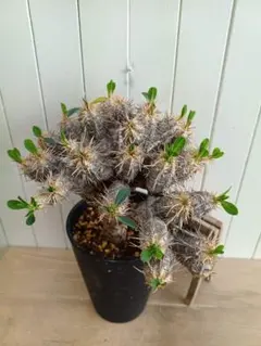 2026年最新】ギラウミニアナ 現地球の人気アイテム - メルカリ