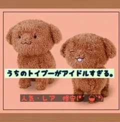 うちのトイプーがアイドルすぎる。 세트