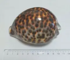 美品 クロヤクシマダカラ 極珍品 - メルカリ