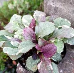 ２苗✨アジュガ✨抜き苗✨ピンク✨葉はライトグリーン✨匿名配送 imgrc0107213367.jpg