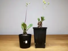 2025年最新】オトンナ アルミアナの人気アイテム - メルカリ