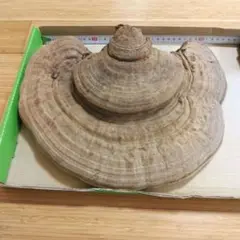 さるのこしかけ　約32cm x 25cm